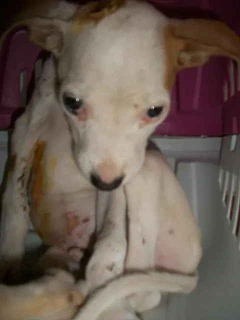 Cachorro raça Vira lata idade Abaixo de 2 meses nome Sem Nome