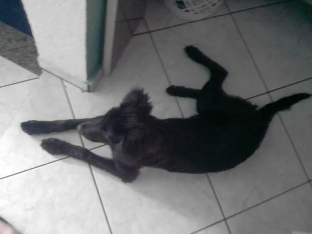 Cachorro ra a SRD idade 2 a 6 meses nome Doação- James