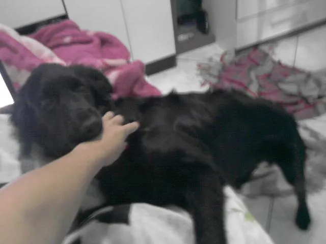 Cachorro ra a SRD idade 2 a 6 meses nome Doação- James