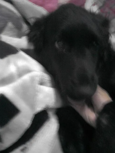 Cachorro ra a SRD idade 2 a 6 meses nome Doação- James