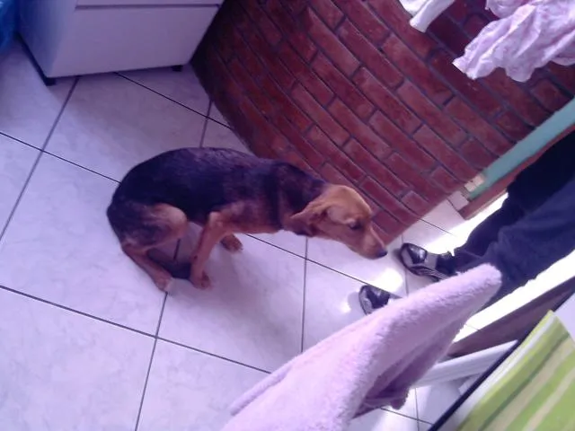 Cachorro ra a SRD idade 2 a 6 meses nome Doação Samantha