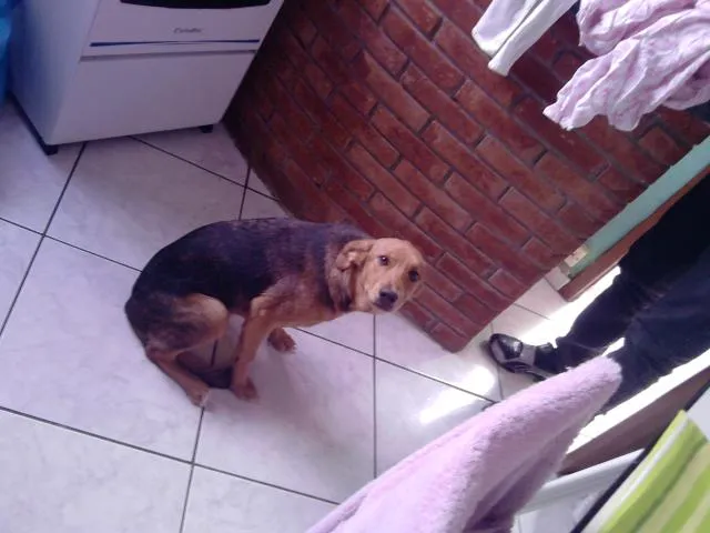 Cachorro ra a SRD idade 2 a 6 meses nome Doação Samantha