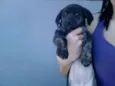 Doação Nina