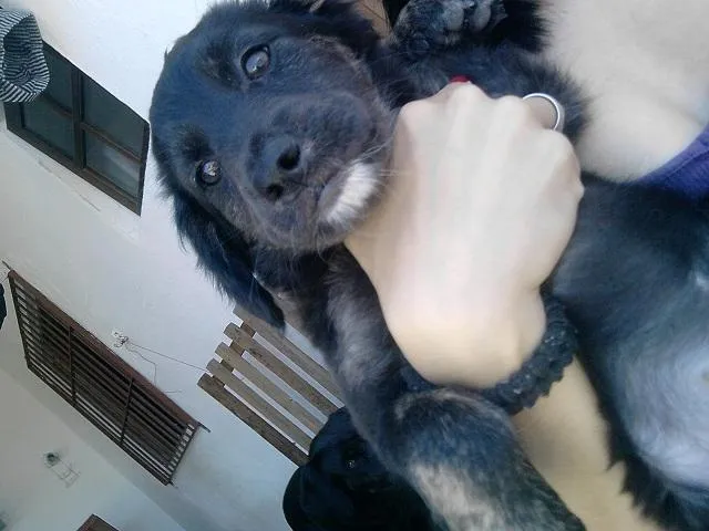 Cachorro ra a SRD idade 2 a 6 meses nome Doação Cindy