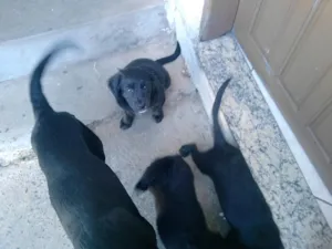 Cachorro raça SRD idade 2 a 6 meses nome Doação Cindy