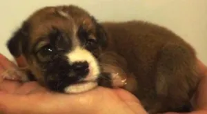 Cachorro raça SRD idade Abaixo de 2 meses nome FILHOTES