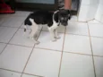 Laila