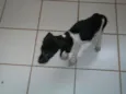 Laila