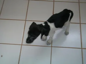 Cachorro raça viralata idade Abaixo de 2 meses nome Laila