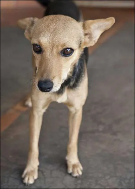Cachorro ra a SRD idade  nome Encontrada