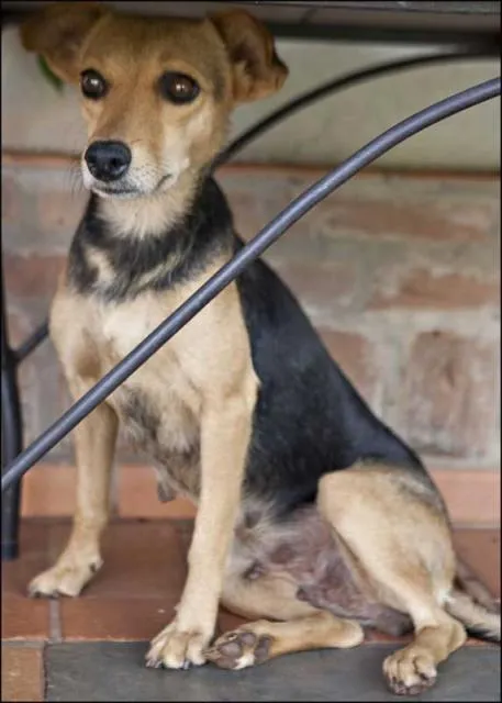 Cachorro ra a SRD idade  nome Encontrada