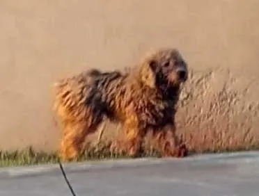 Cachorro ra a Poodle idade 1 ano nome URGENTE/cão Perdido
