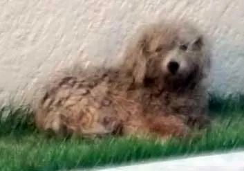 Cachorro ra a Poodle idade 1 ano nome URGENTE/cão Perdido