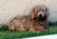 URGENTE/cão Perdido