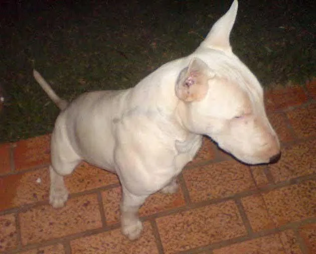 Cachorro ra a BULL TERRIER idade  nome Puro p/ Guarda
