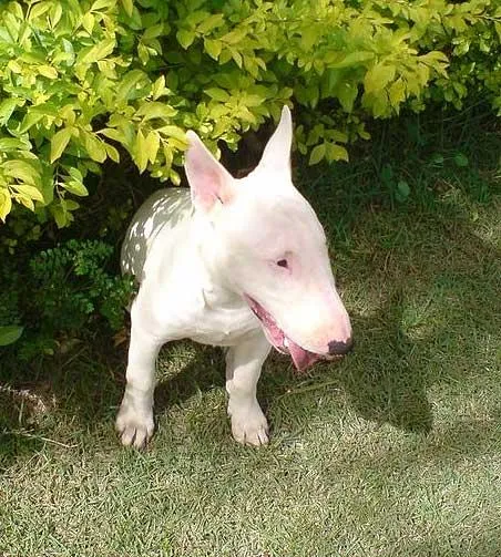 Cachorro ra a BULL TERRIER idade  nome Puro p/ Guarda