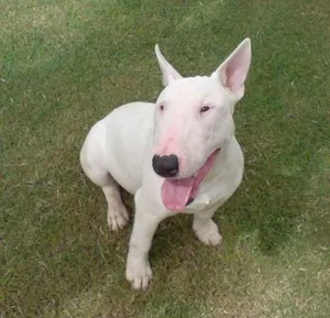 Cachorro raça BULL TERRIER idade  nome Puro p/ Guarda