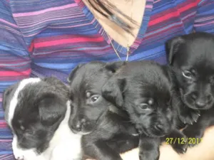 Cachorro raça Vira-lata idade Abaixo de 2 meses nome Sem nome