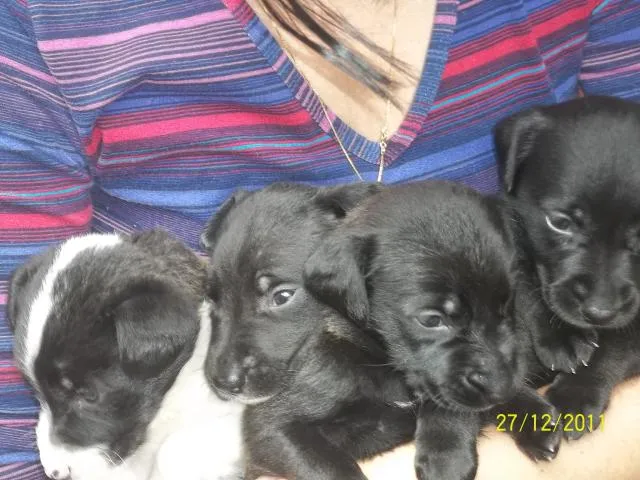 Cachorro ra a Vira-lata idade Abaixo de 2 meses nome Sem nome