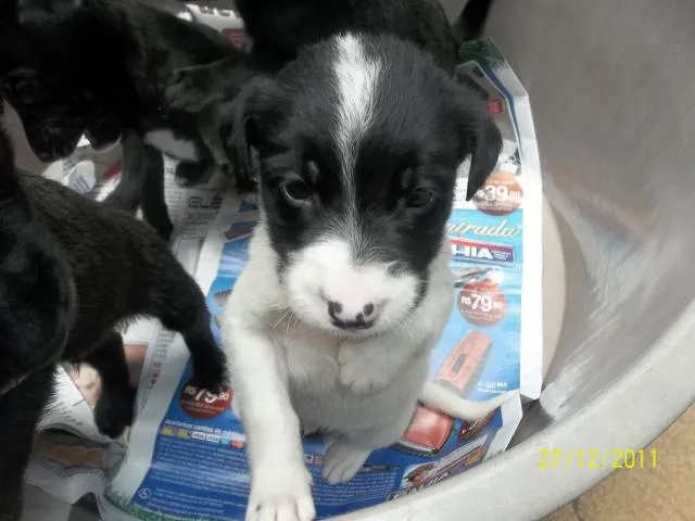 Cachorro ra a Vira-lata idade Abaixo de 2 meses nome Sem nome