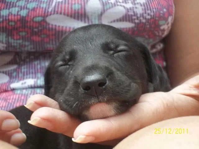 Cachorro ra a Vira-lata idade Abaixo de 2 meses nome Sem nome