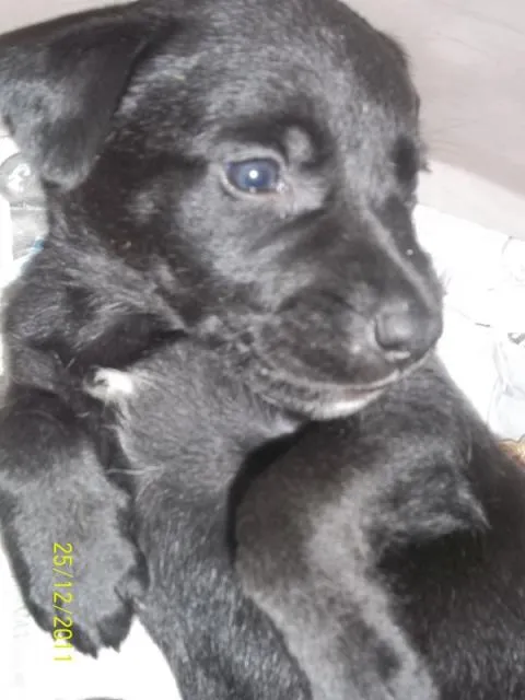 Cachorro ra a Vira-lata idade Abaixo de 2 meses nome Sem nome