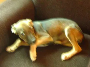 Cachorro raça SRD idade Abaixo de 2 meses nome Pateta