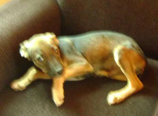Cachorro ra a SRD idade Abaixo de 2 meses nome Pateta