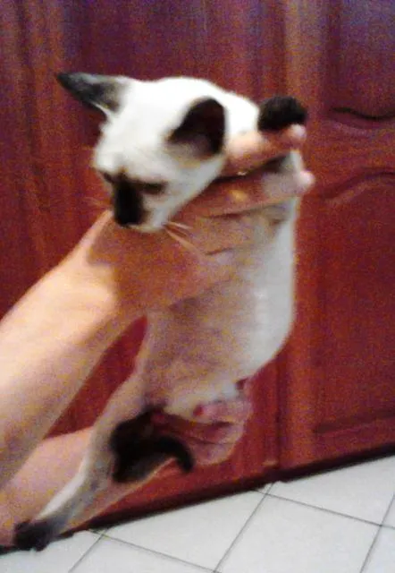 Gato ra a SRD idade Abaixo de 2 meses nome carinho
