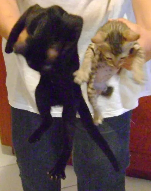 Gato ra a SRD idade Abaixo de 2 meses nome carinho