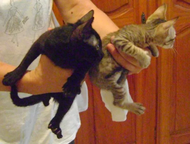 Gato ra a SRD idade Abaixo de 2 meses nome carinho