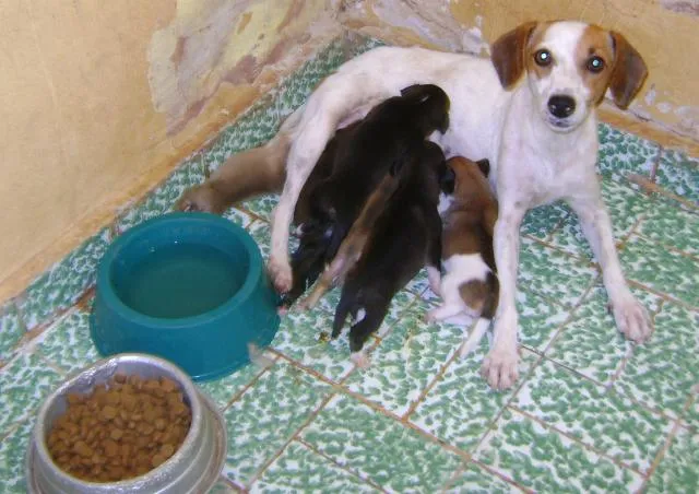 Cachorro ra a SRD idade Abaixo de 2 meses nome amor