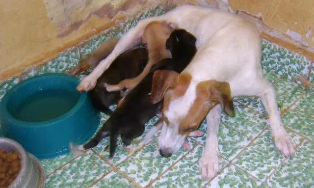 Cachorro ra a SRD idade Abaixo de 2 meses nome amor