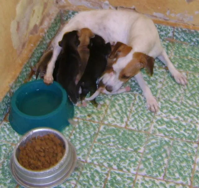 Cachorro ra a SRD idade Abaixo de 2 meses nome amor