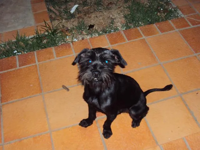 Cachorro ra a  idade  nome Teiga