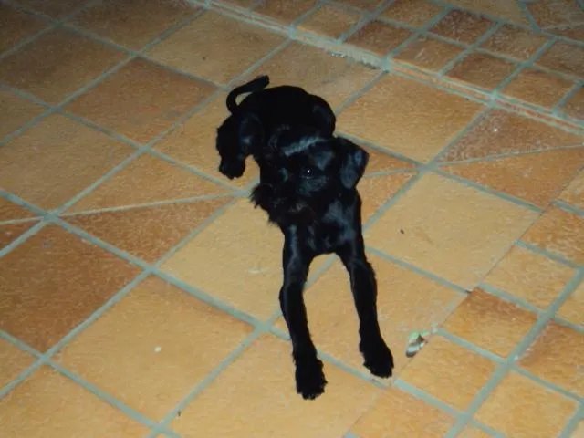 Cachorro ra a  idade  nome Teiga