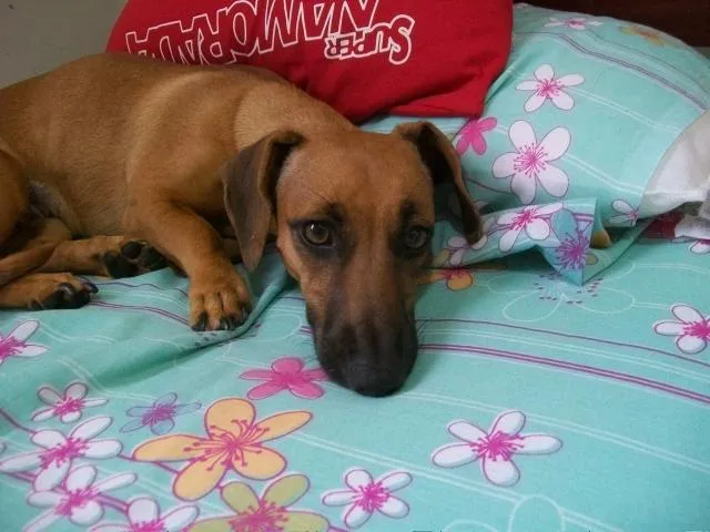 Cachorro ra a Mestiça de Daschund (linguicinha) idade 1 ano nome LILICA GRATIFICA