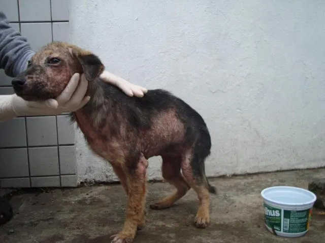 Cachorro ra a SRD idade 2 a 6 meses nome Sem Nome