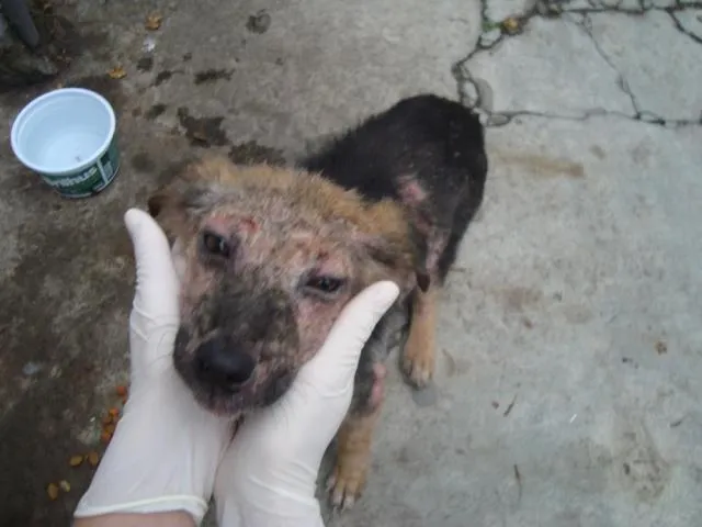 Cachorro ra a SRD idade 2 a 6 meses nome Sem Nome