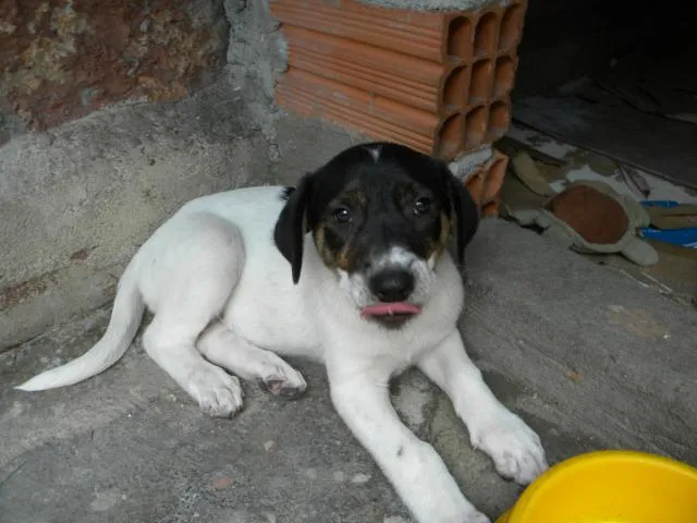 Cachorro ra a vira lata idade Abaixo de 2 meses nome nina
