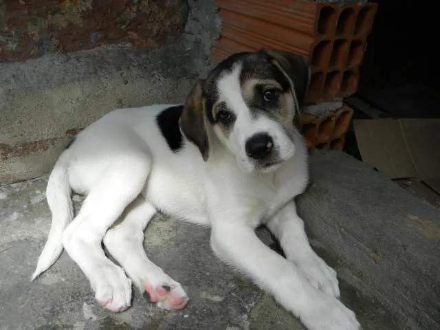 Cachorro ra a vira lata idade Abaixo de 2 meses nome nina