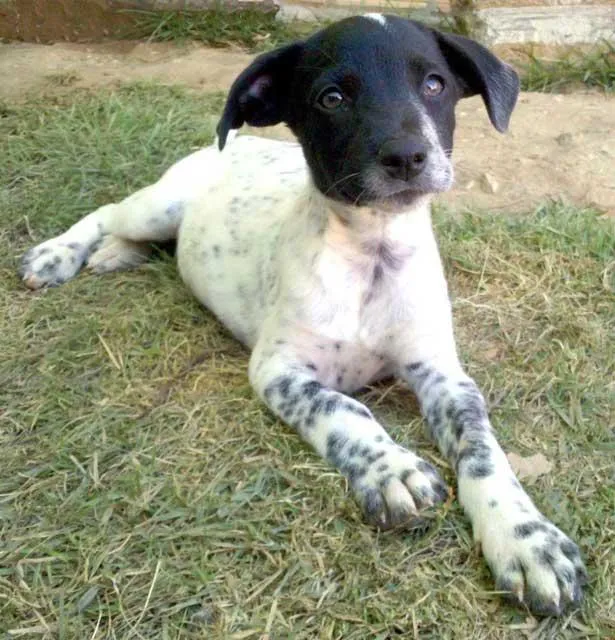 Cachorro ra a SRD idade Abaixo de 2 meses nome PIPPA