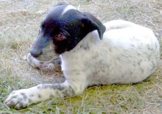 Cachorro ra a SRD idade Abaixo de 2 meses nome PIPPA