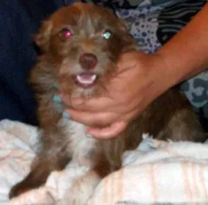 Cachorro raça SRD idade 1 ano nome DORINHA