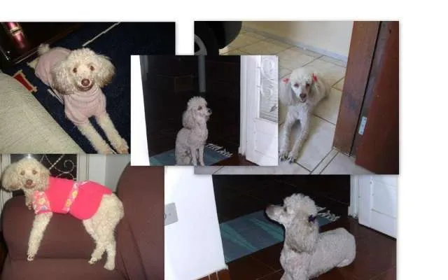 Cachorro ra a poodle idade 6 ou mais anos nome Andreia GRATIFICA