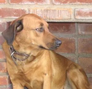 Cachorro raça VIRALATA idade 2 a 6 meses nome PINK