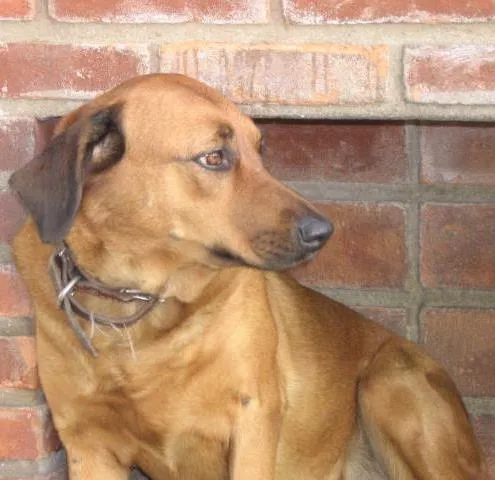 Cachorro ra a VIRALATA idade 2 a 6 meses nome PINK