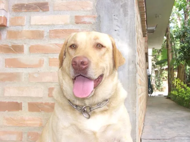 Cachorro ra a Labrador idade 6 ou mais anos nome Rebeca e Shamu