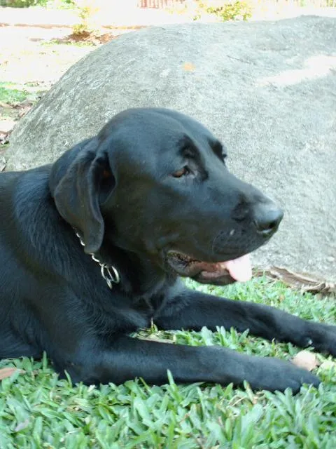 Cachorro ra a Labrador idade 6 ou mais anos nome Rebeca e Shamu