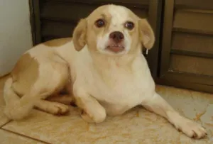 Cachorro raça SRD idade  nome Procuro minha casa